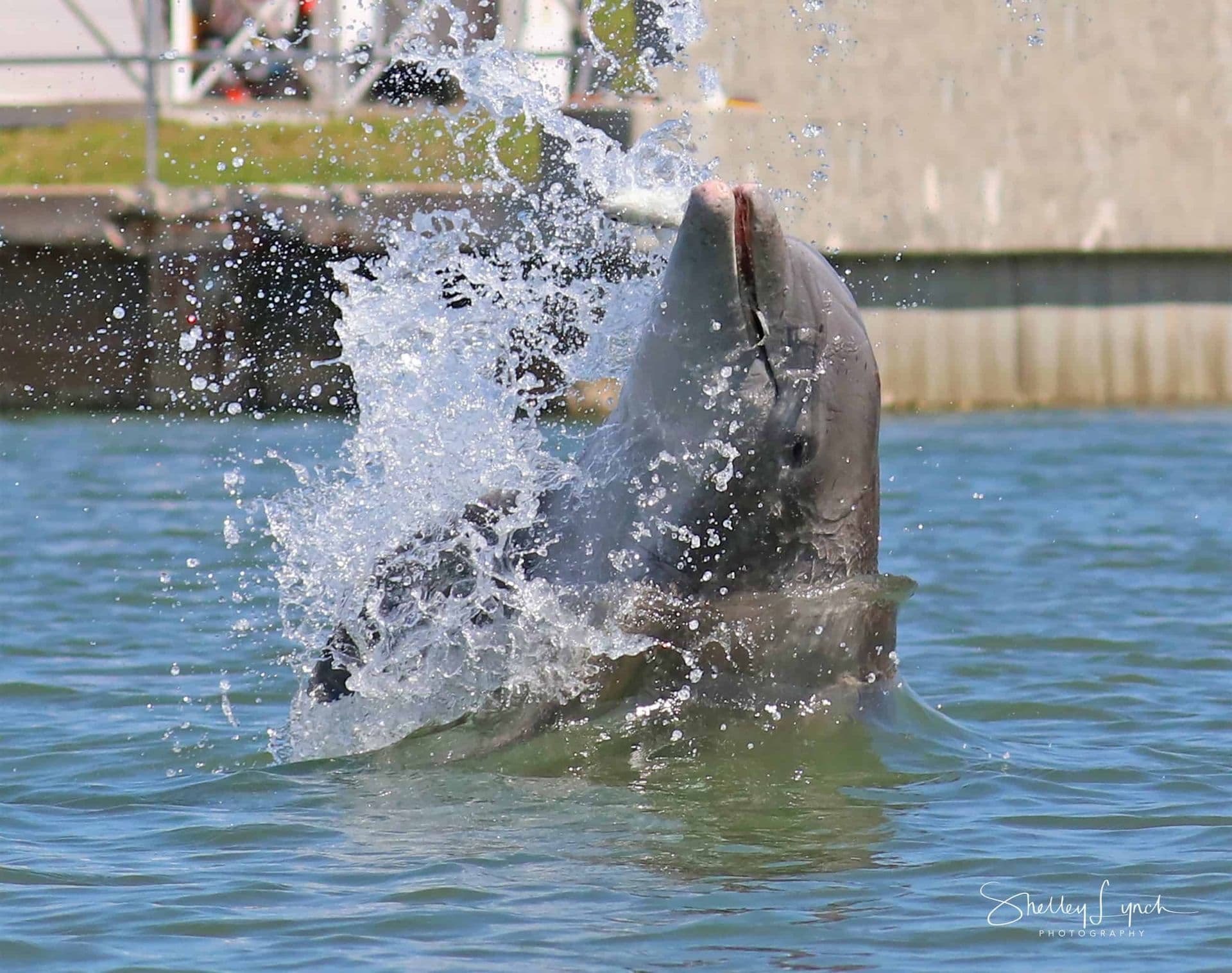 Dolphin & Manatee Eco Tour in Ponce Inlet, Florida